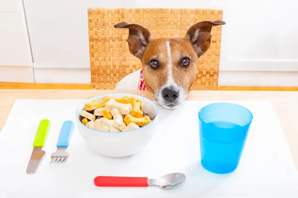 A healthy, well-fed dog eating high-quality food from a bowl to discourage undesirable behaviors like eating poop.