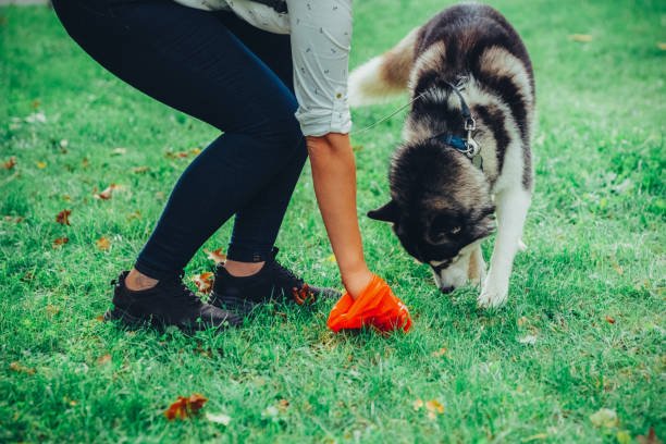 Person picking up pet waste with a plastic bag.