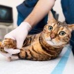 Can you neuter a cat at home?